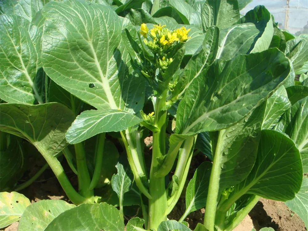 pg����ģ����(�й���)�ٷ���վ