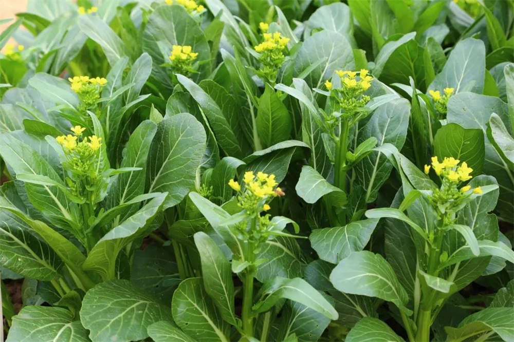 pg����ģ����(�й���)�ٷ���վ