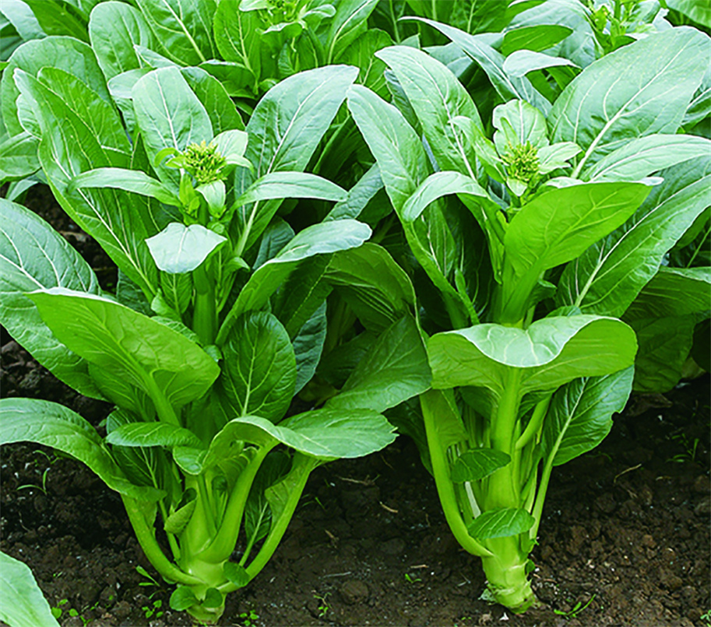 pg����ģ����(�й���)�ٷ���վ