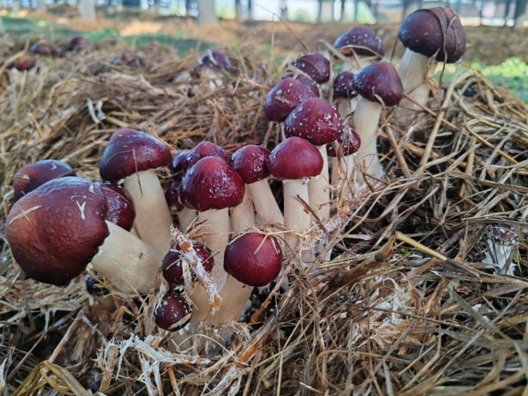 pg����ģ����(�й���)�ٷ���վ